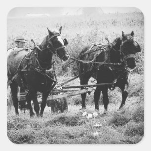 Haying Time in Black and White Square Sticker