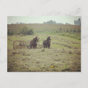 Haying Time in Kalona, Iowa Postcard