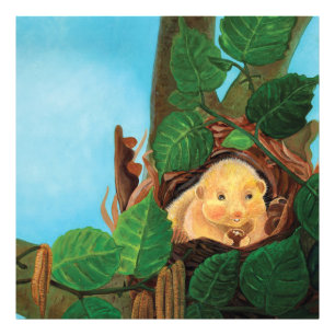 Hazel dormouse eating hazelnut photo print