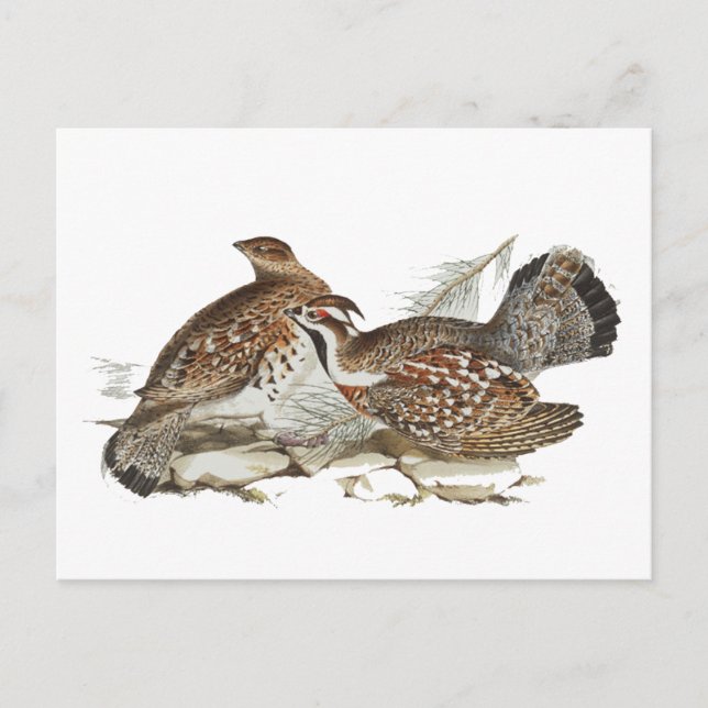 Hazel Grouse Postcard (Front)