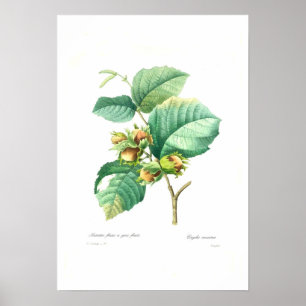 Hazel nuts poster