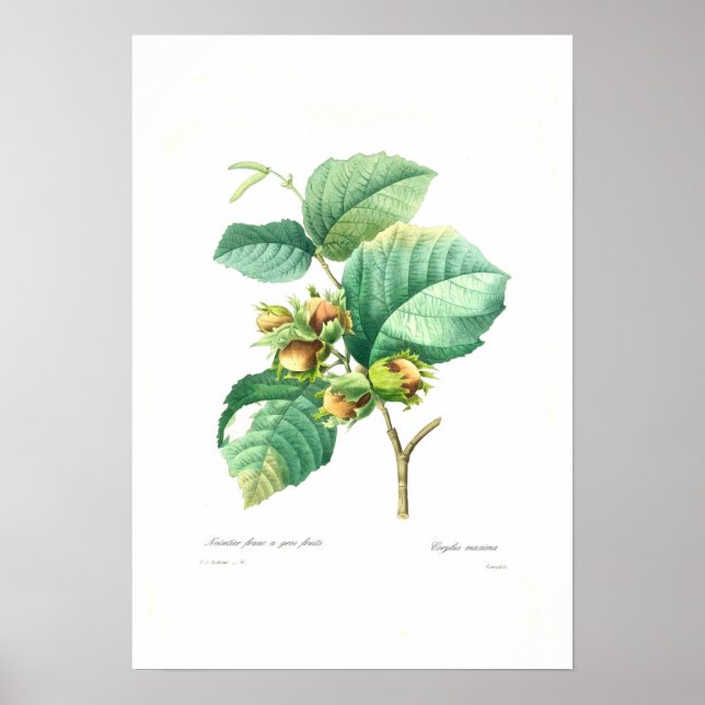 Hazel nuts poster (Front)