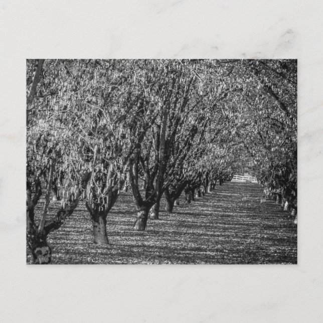 Hazelnut Farm in British Columbia Black and White Postcard (Front)