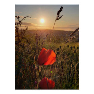 Hazy sunset over red poppies in field poster