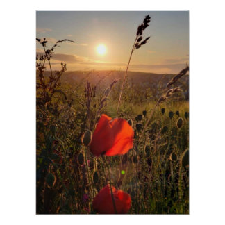 Hazy sunset over red poppies in field poster