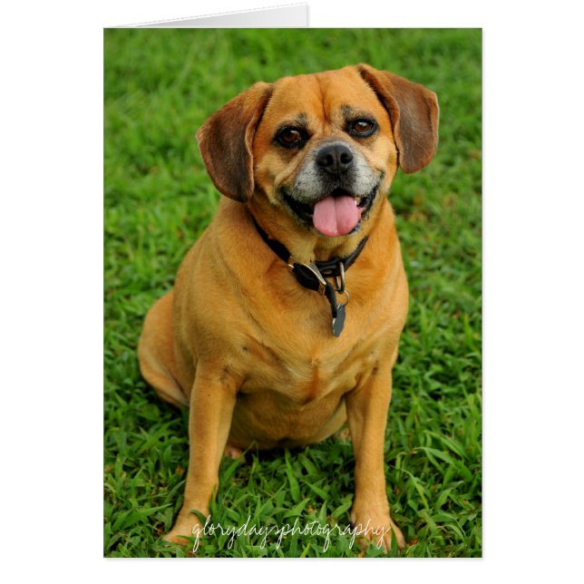 HCD_3984e, glorydaysphotography (Front)