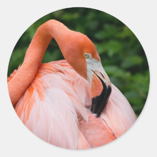 HDR Flamingo Bird Birds Wild Photo Picture Photos Classic Round Sticker
