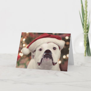 He is NOT happy with the hat! Holiday Card