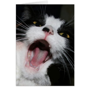 Hé, JE TE PARLE ! ! ! Crazy Cat