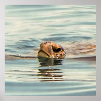Head Above Water Loggerhead Turtle