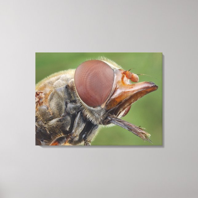 Head and Compound Eye of a Hover Fly 2 Canvas Print (Front)