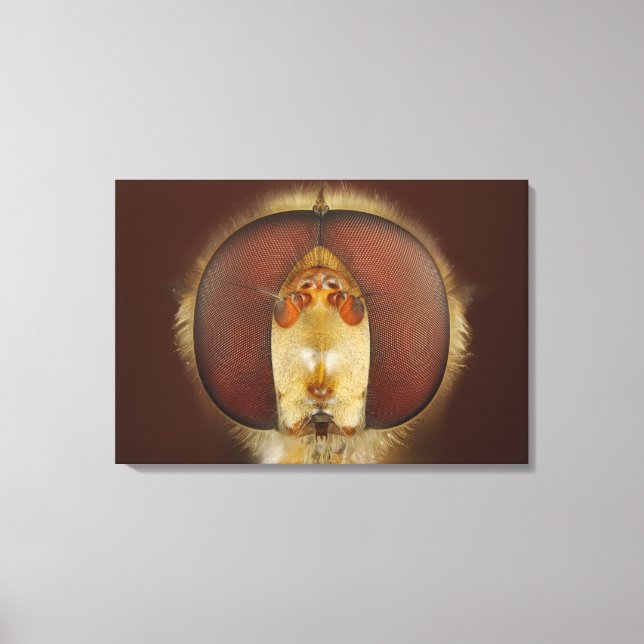 Head and Compound Eyes of a Hover Fly Canvas Print (Front)