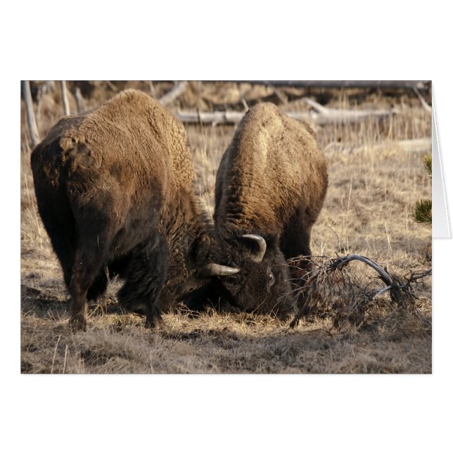 Head Butting Bison - Card (Front Horizontal)