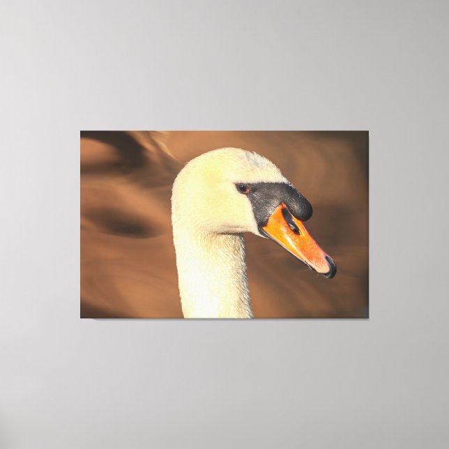 Head Mute Swan Portrait Canvas Print (Front)