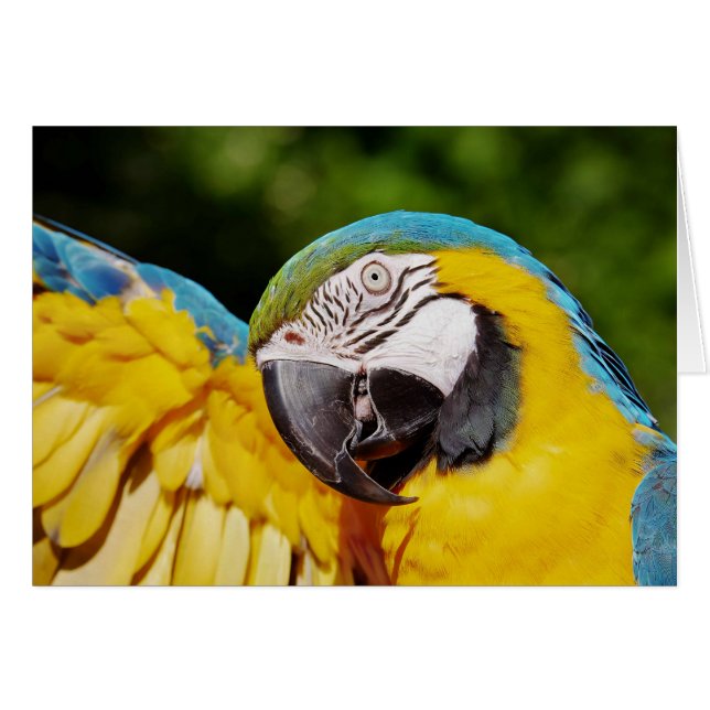 Head of a Blue and Yellow Macaw  (Front Horizontal)