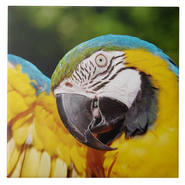 Head of a Blue and Yellow Macaw  Tile (Front)