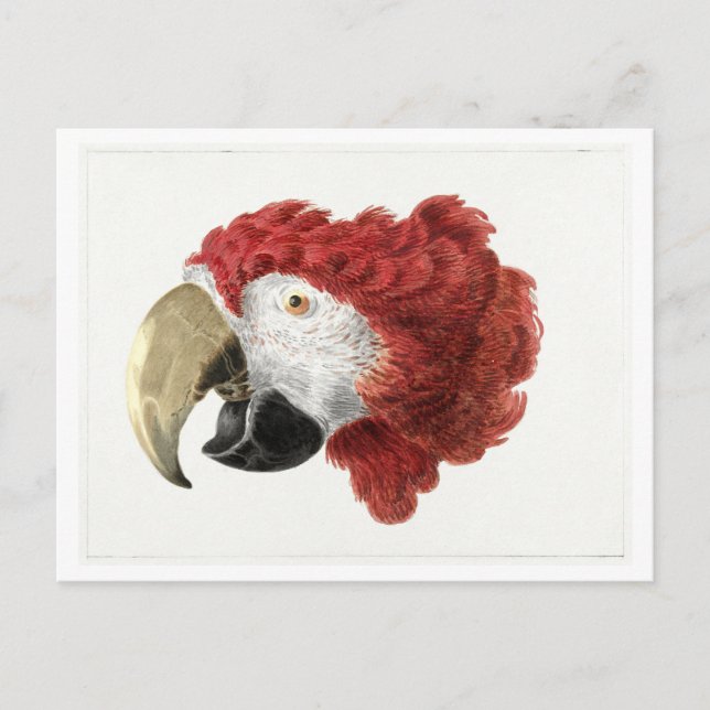 Head of a Macaw Illustration Vintage Postcard (Front)