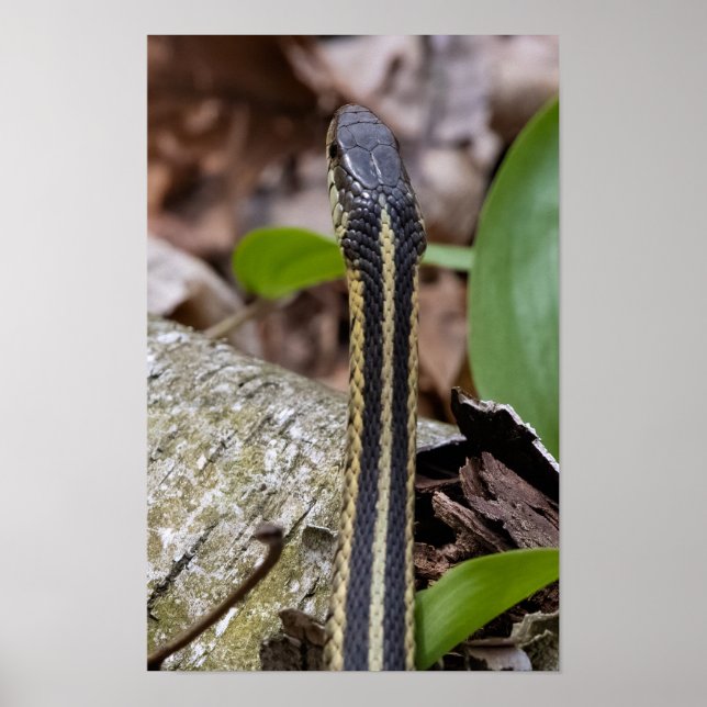 Head of a Snake Poster (Front)