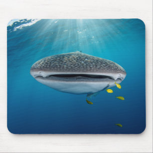 Head of a Whale Shark Mouse Pad