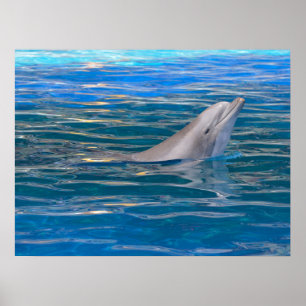 Head of bottlenose dolphin poster