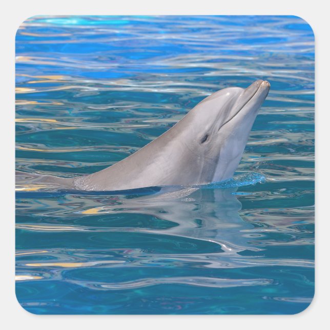 Head of bottlenose dolphin square sticker (Front)