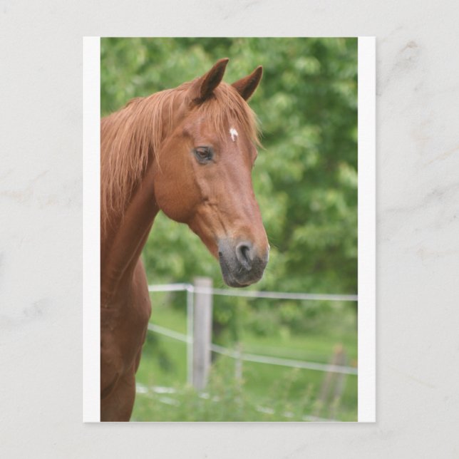 Head of brown horse postcard (Front)