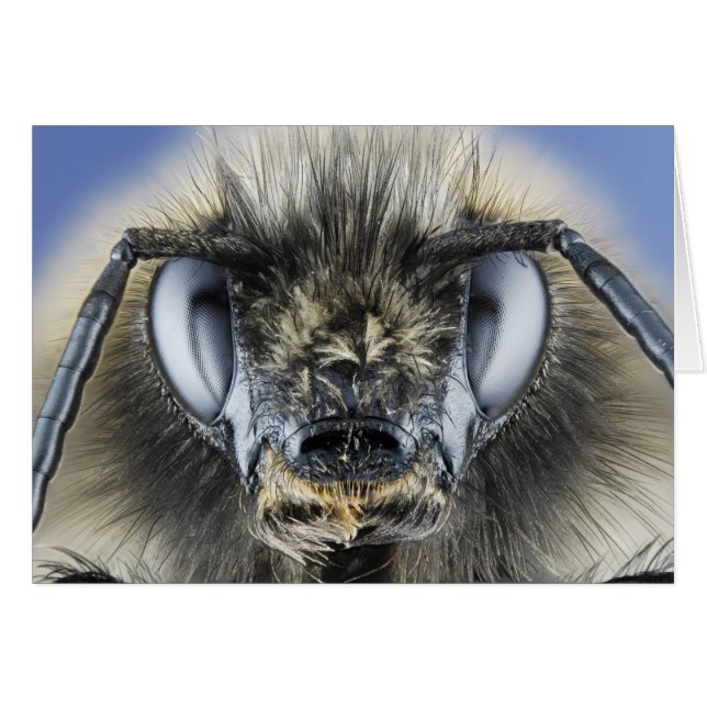 Head of bumblebee (Front Horizontal)