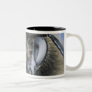 Head of bumblebee Two-Tone coffee mug
