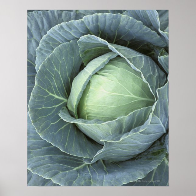 Head of cabbage with drops of water on it, poster (Front)