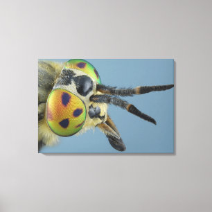 Head of deer fly canvas print