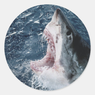 Head of Great White Shark Classic Round Sticker