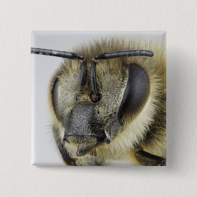 Head of honeybee 2 inch square button (Front)