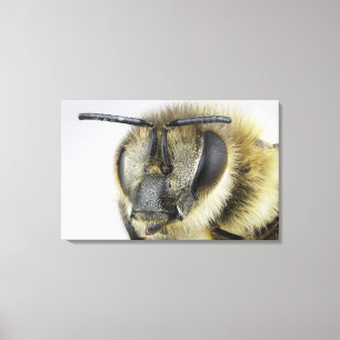 Head of honeybee canvas print