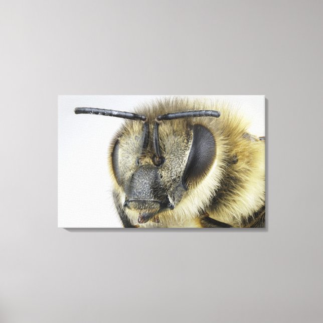 Head of honeybee canvas print (Front)