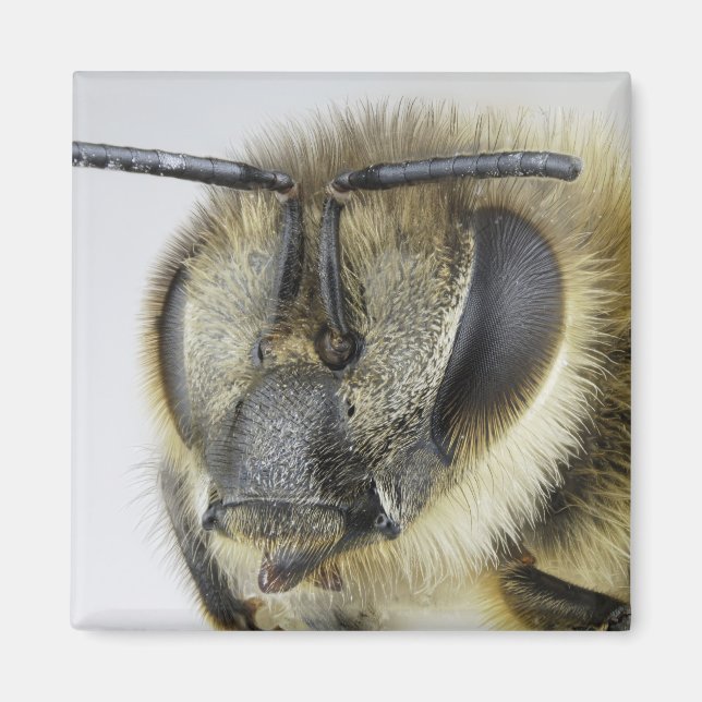 Head of honeybee magnet (Front)
