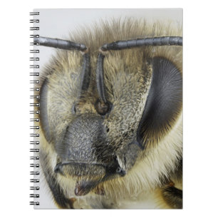 Head of honeybee notebook