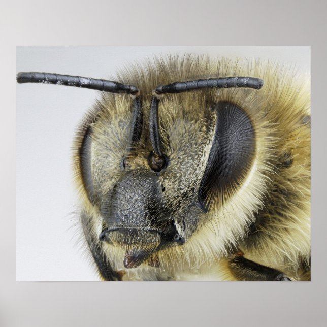 Head of honeybee poster (Front)