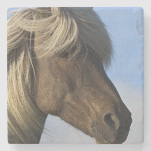 Head of Icelandic horse, Iceland Stone Coaster