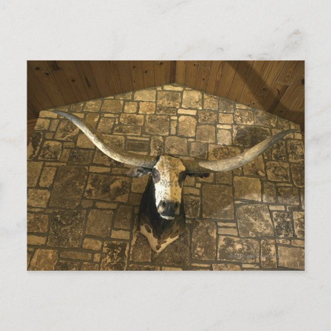 Head of longhorn steer mounted on wall postcard (Front)