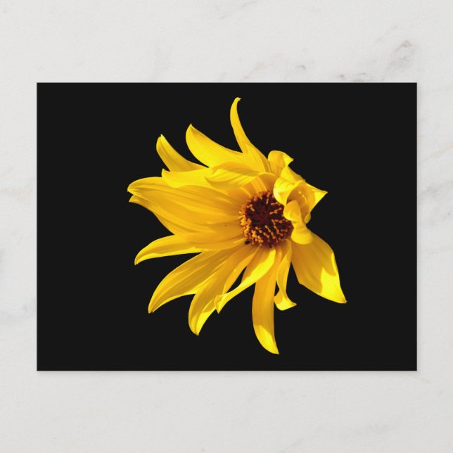 Head of yellow daisy Helenium Postcard (Front)