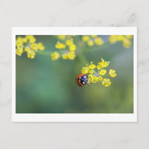 head on ladybug postcard
