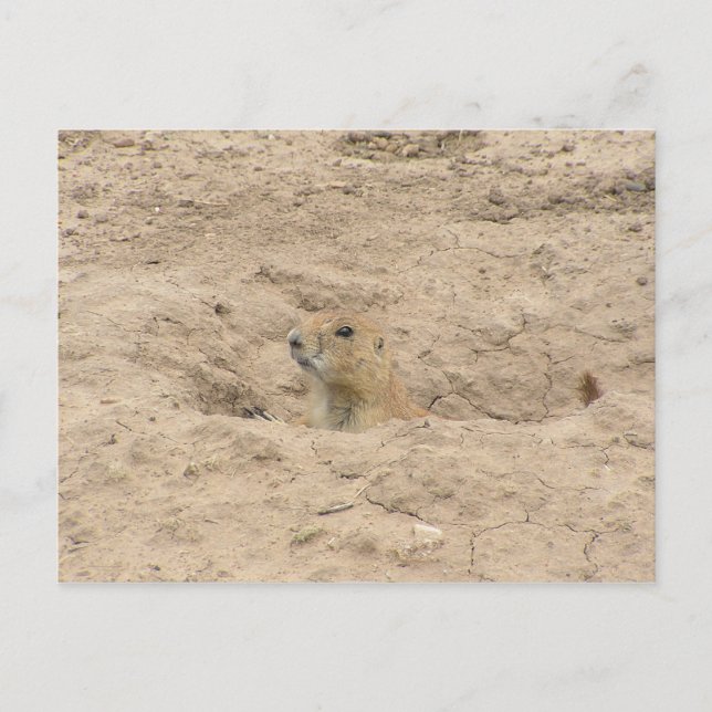 Head Out Of Burrow Postcard (Front)