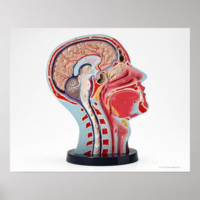 Head Section Model Poster (Front)