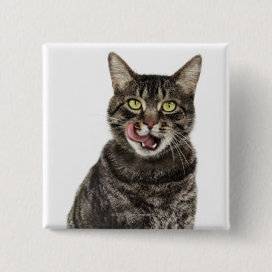 Head shot of a male domestic tabby cat licking 2 inch square button