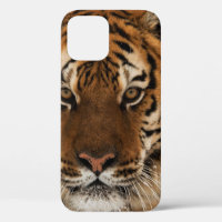 Head Shot of Siberian Tiger