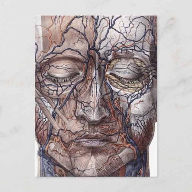 Head Veins and Muscles Postcard (Front)