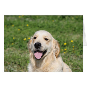 Headshot 1 de golden retriever