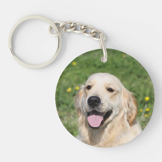 Headshot 1 de golden retriever (Devant)