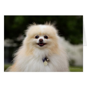 Headshot 1 de Pomeranian