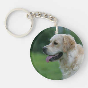 Headshot 2 2 de golden retriever